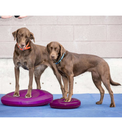 FitPAWS Disque d'équilibre pour animaux de compagnie 56 cm